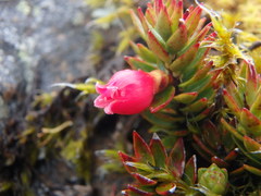 Disterigma empetrifolium