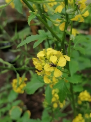 Syritta pipiens