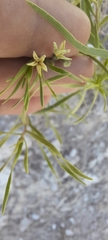 Amsonia tharpii