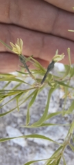 Amsonia tharpii