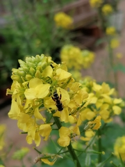 Syritta pipiens