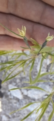 Amsonia tharpii