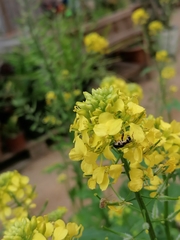 Syritta pipiens