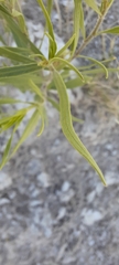 Amsonia tharpii