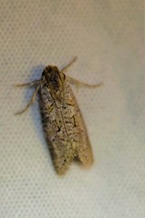 Acrolophus forbesi