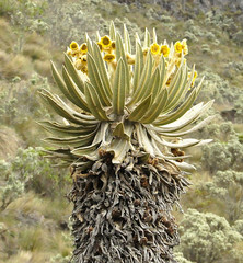 Espeletia hartwegiana