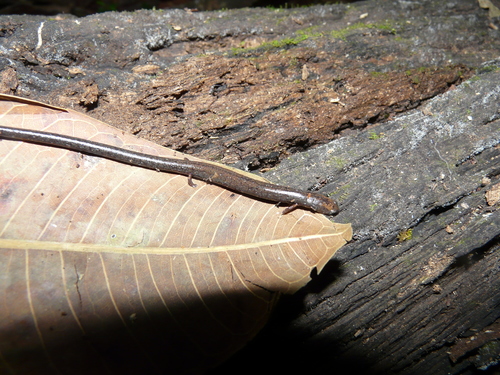Oedipina pacificensis