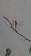 Neurothemis fluctuans