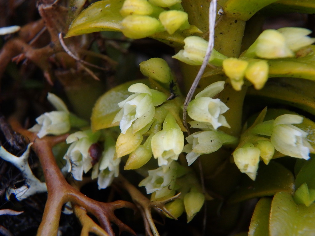 Fernandezia squarrosa