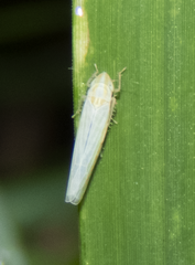 Dikraneura angustata