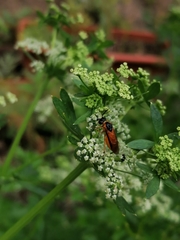 Tenthredinoidea