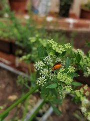 Tenthredinoidea