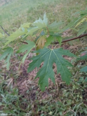 Acer saccharinum