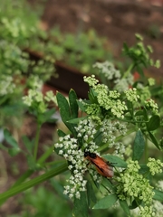 Tenthredinoidea
