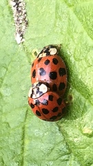 Harmonia axyridis
