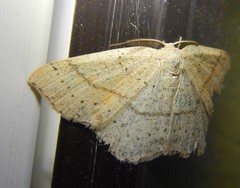Cyclophora punctaria