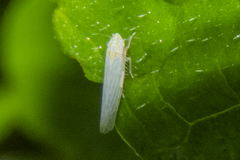 Dikraneura angustata