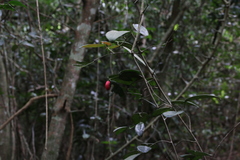 Allocassine laurifolia