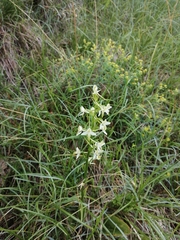 Platanthera chlorantha