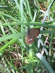 Coenonympha hero