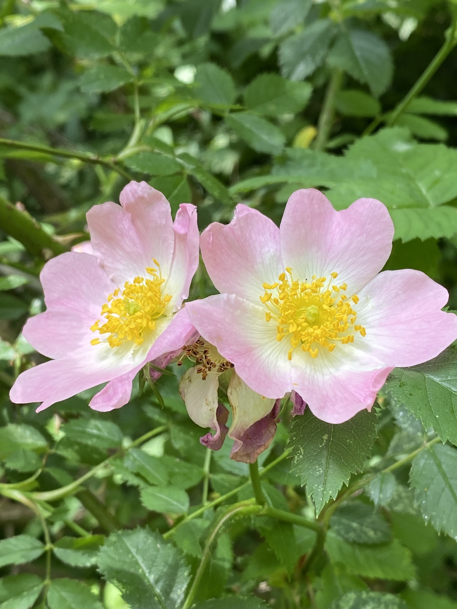 Dog-rose (Rosa canina)  iNaturalist