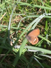 Coenonympha hero