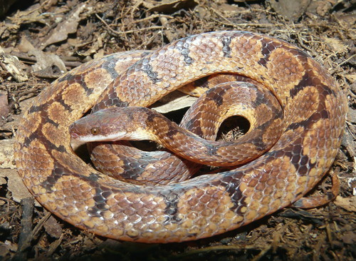 Xenopholis scalaris