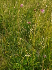 Cirsium pannonicum