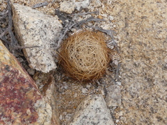 Eriosyce taltalensis