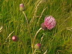 Cirsium pannonicum