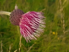 Cirsium pannonicum