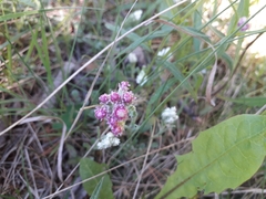 Antennaria dioica