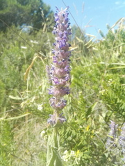 Nepeta tuberosa
