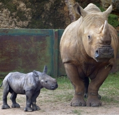 Rhinocerotidae