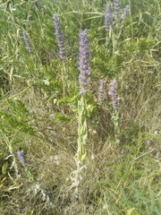 Nepeta tuberosa