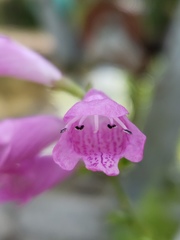 Physostegia leptophylla