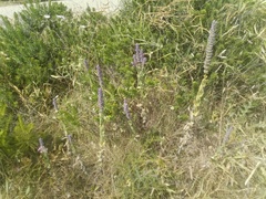 Nepeta tuberosa