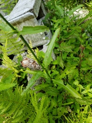 Physostegia leptophylla