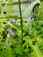 Physostegia leptophylla