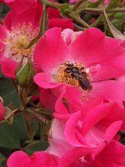 Andrena