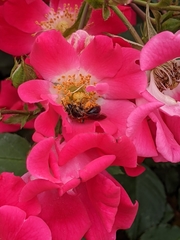 Andrena