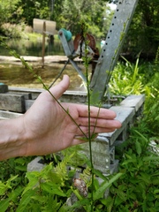Physostegia leptophylla
