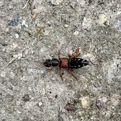 Staphylinus dimidiaticornis