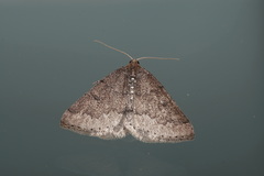 Aleucis distinctata