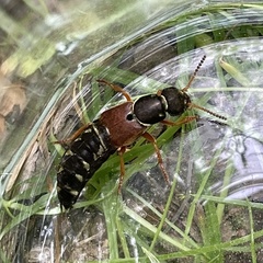 Staphylinus dimidiaticornis