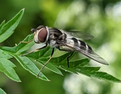 Leucozona laternaria
