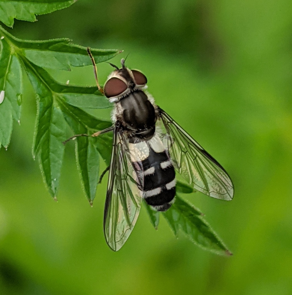 Leucozona laternaria