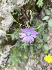 Lactuca perennis