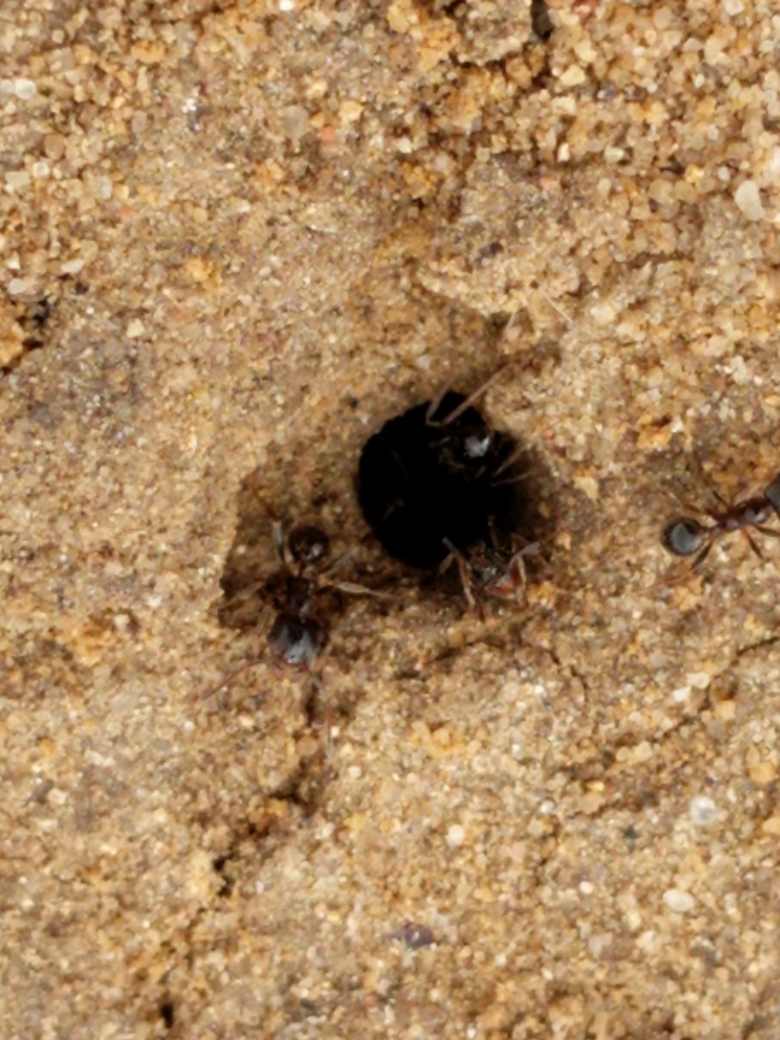 Pheidole macclendoni