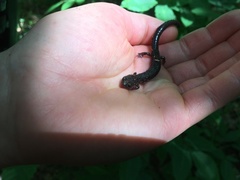 Plethodon nettingi
